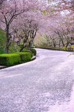 桃花绿草粉色的路背景