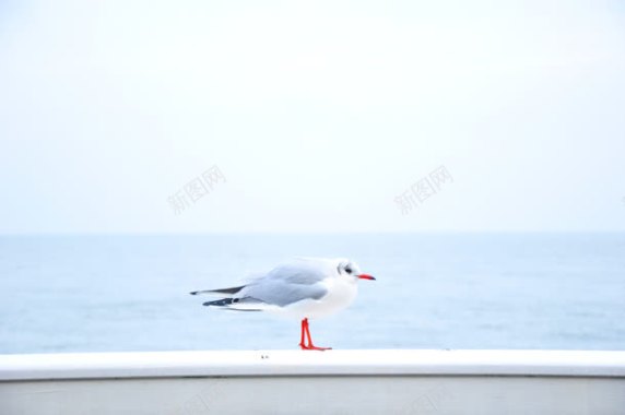 白色简约海边海鸥背景
