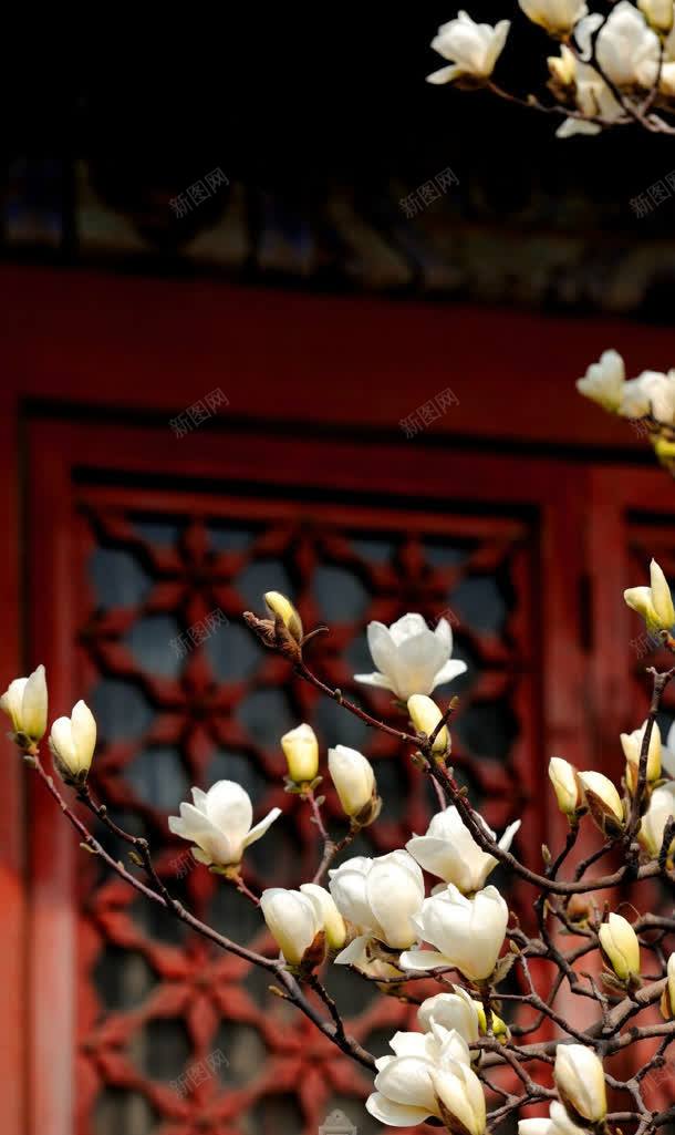 故宫博物院照片花朵jpg设计背景_新图网 https://ixintu.com 博物院 故宫 照片 花朵