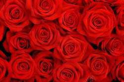 花卉红色玫瑰花背景高清图片