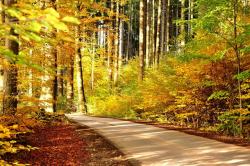 美丽秋天树林风景图片秋天树林道路风景高清图片