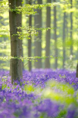 紫色花丛海报背景树林背景