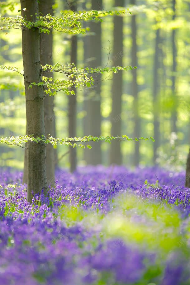 紫色花丛海报背景树林jpg设计背景_新图网 https://ixintu.com 树林 海报 紫色 背景 花丛