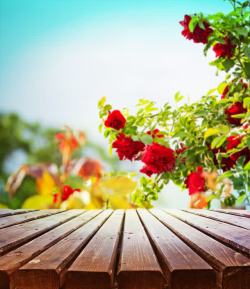 木板鲜花鲜花蓝天木板植物高清图片