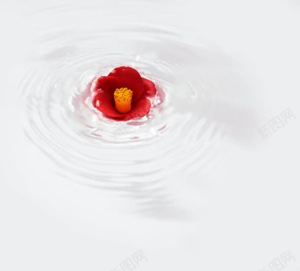 水漩涡里的红色花蕾背景