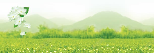 茉莉花茶清新背景bannerjpg设计背景_新图网 https://ixintu.com banner 清新 背景 花茶 茉莉