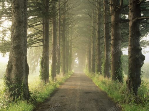 雾朦朦的树林小路背景