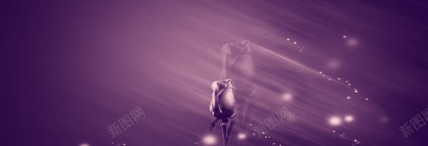 婚纱照紫色玫瑰背景banner背景