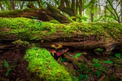 腐木深林中长满苔藓的腐木高清图片
