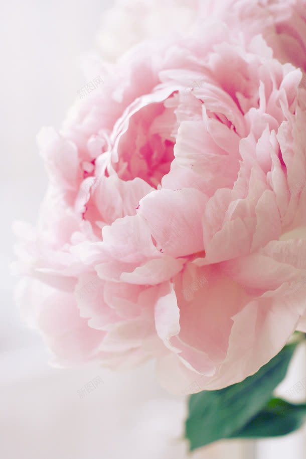 粉色梦幻开放的花朵jpg设计背景_新图网 https://ixintu.com 开放 梦幻 粉色 花朵