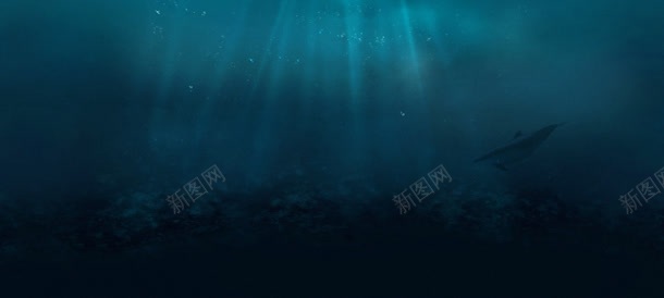 蓝色海水深海下的动物背景
