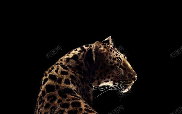 豹子转头的动物黑色背景jpg设计背景_新图网 https://ixintu.com 动物 背景 豹子 转头 黑色