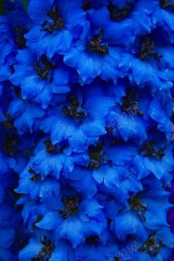 蓝色梦幻花朵装饰背景
