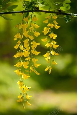 树枝上垂落的黄色花朵背景
