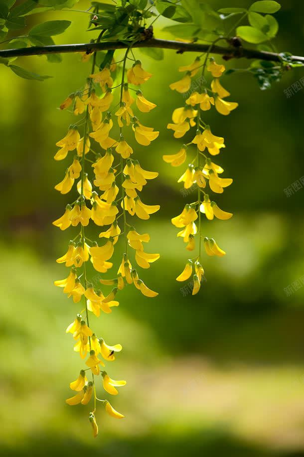 树枝上垂落的黄色花朵jpg设计背景_新图网 https://ixintu.com 垂落 树枝 花朵 黄色