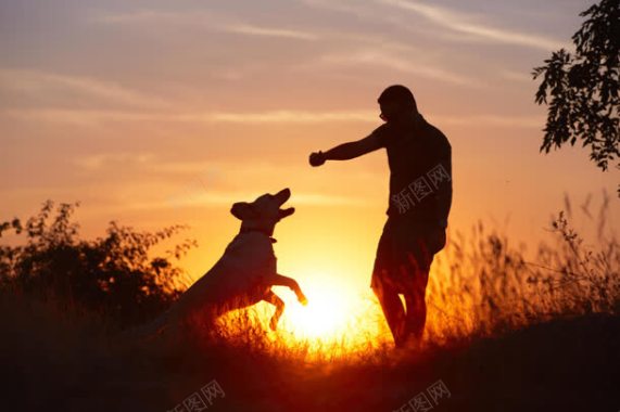 夕阳下的狗狗与男人背景