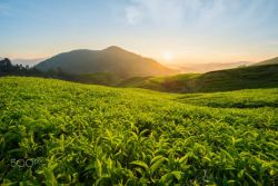 夕阳下的山峰夕阳下的绿茶树山峰高清图片