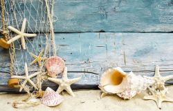 渔网素材沙滩上的贝壳高清图片
