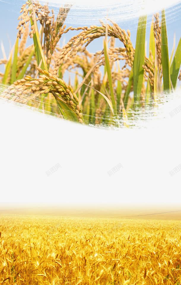 农业收获png免抠素材_新图网 https://ixintu.com 农田 水稻 稻麦 黄色