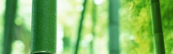 竹林环保绿化环保展板banner背景高清图片