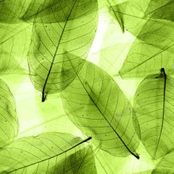 绿色叶脉透明绿色叶子背景高清图片