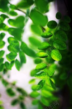 绿色植物草本树叶景深效果摄影摄影图片