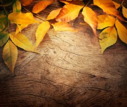 枫叶上的画木板上的落叶背景高清图片