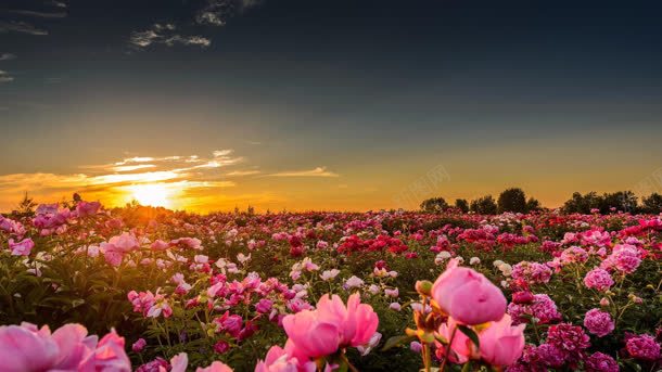 夕阳天空玫瑰花海背景