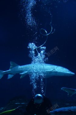 蓝色海鱼蓝色气泡海鱼海底高清图片