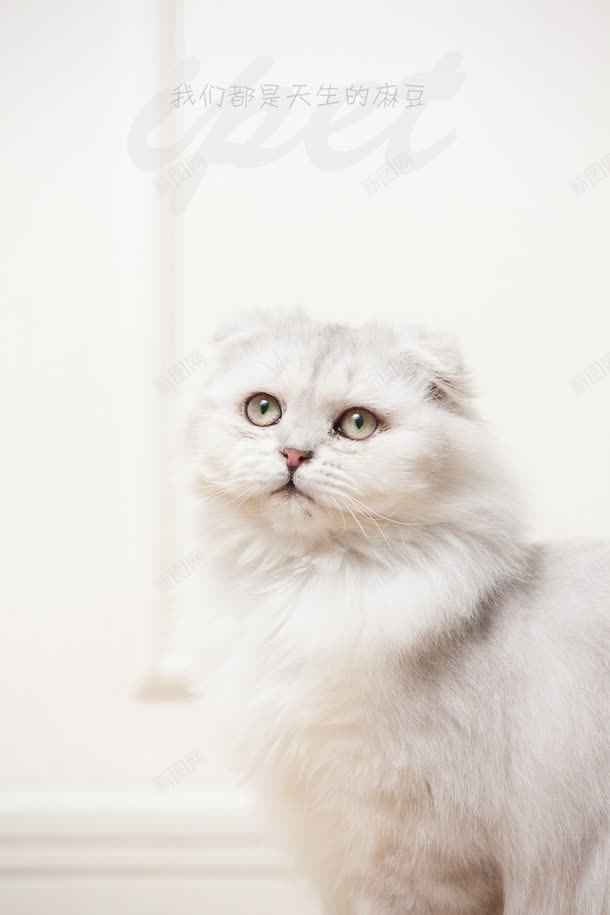 白色抬头的波斯猫jpg设计背景_新图网 https://ixintu.com 抬头 波斯猫 白色 素材