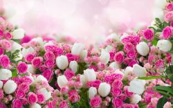 郁金香白色郁金香粉色玫瑰背景高清图片