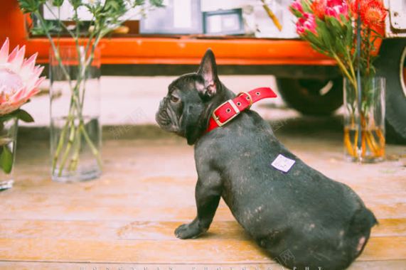 怀旧小狗花园背景