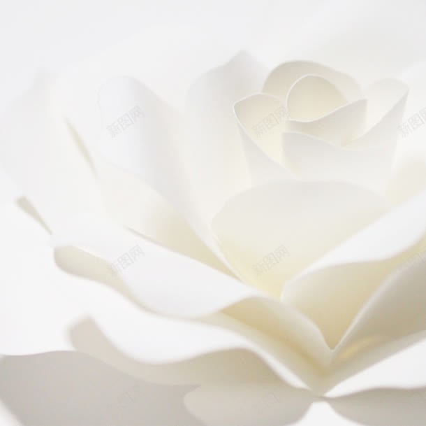 白色花朵丝绸摄影jpg_新图网 https://ixintu.com 丝绸 摄影 白色 花朵