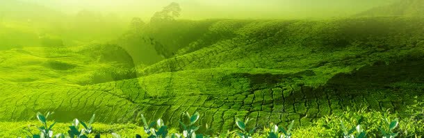 茶茶道背景jpg设计背景_新图网 https://ixintu.com 大山 大气 清新 绿色 自然 茶 茶叶 茶花 茶道