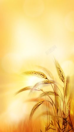 丰收季节小报金色麦穗高清图片