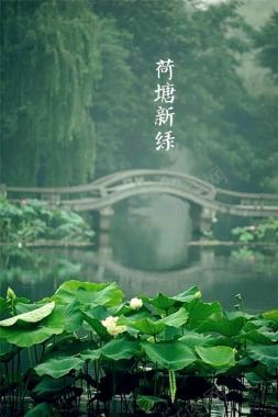 析绿色荷塘中国风景背景