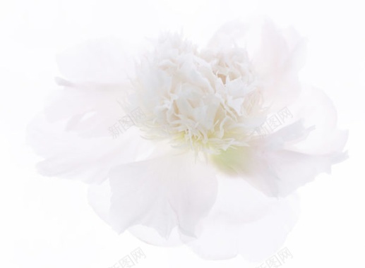 梦幻白色花朵花瓣背景