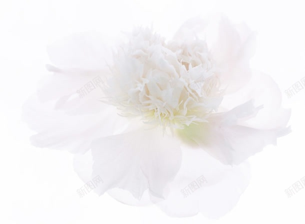 梦幻白色花朵花瓣jpg设计背景_新图网 https://ixintu.com 梦幻 白色 花朵 花瓣