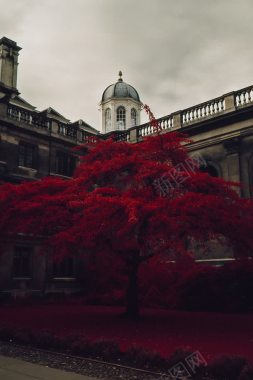 欧洲城堡红色大树背景