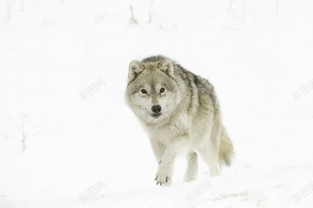 冬日雪景雪狼前进背景图片 素材7mqvavkee 新图网