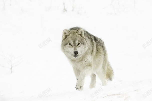 冬日雪景雪狼前进背景图片 素材7mqvavkee 新图网 冬日雪景雪狼前进背景图片 素材7mqvavkee 新图网