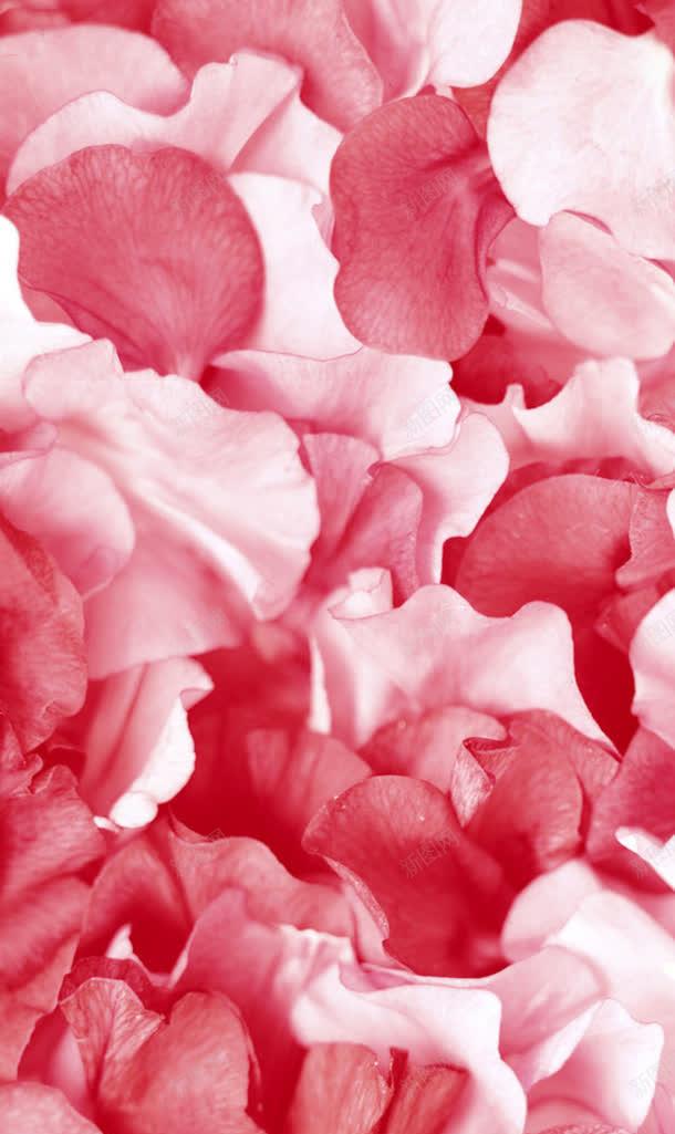 粉色红色花瓣壁纸jpg设计背景_新图网 https://ixintu.com 壁纸 粉色 红色 花瓣