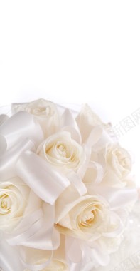 白色玫瑰花特写背景