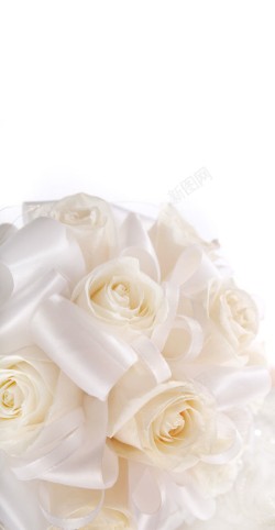 JPG图库白色玫瑰花特写高清图片