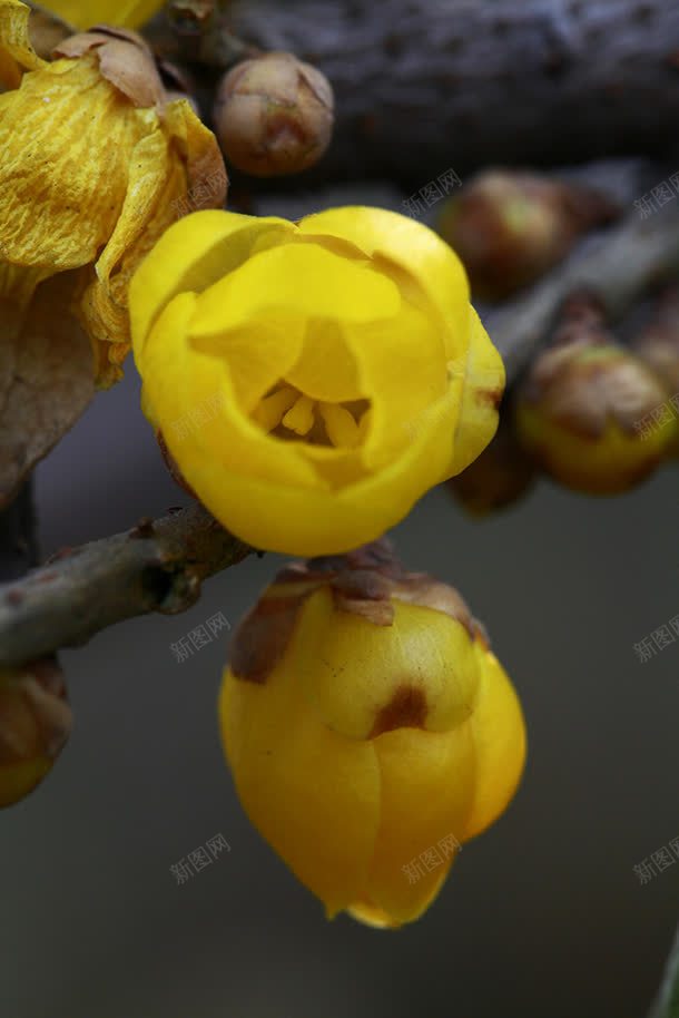花枝上的黄色花瓣花苞jpg设计背景_新图网 https://ixintu.com 花枝 花瓣 花苞 黄色