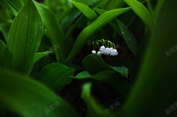 美丽绿色植物桌面jpg设计背景_新图网 https://ixintu.com 桌面 绿色植物 美丽