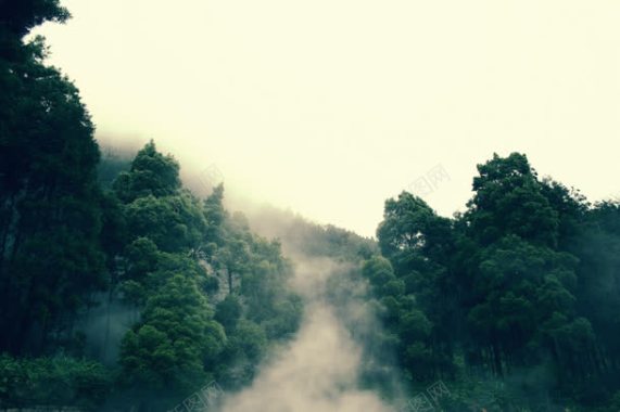 环境渲染树林森林雾气背景
