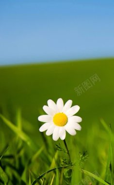 草地上的白色小花背景