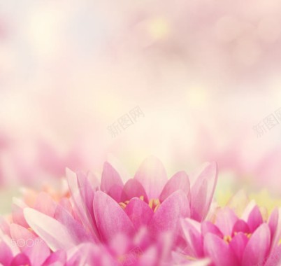 粉色花朵大屏壁纸背景