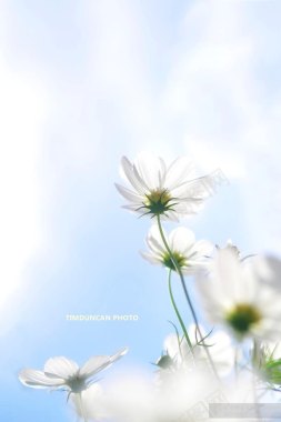 天边白色花朵北海之花背景